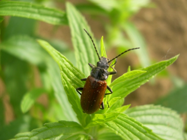 Alleculino Sconosciuto - Omophlus cfr. lepturoides